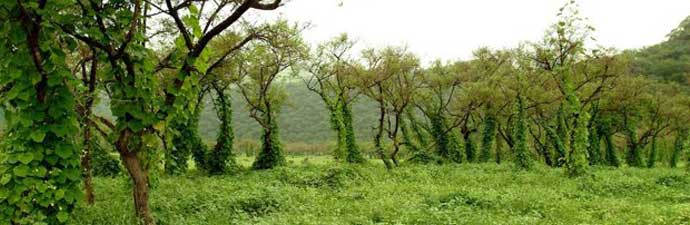 Holiday Tour for Salalah - 03 Nights / 04 Days