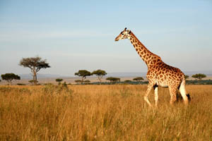 Kenya - Breaktime Book Your Holiday Package