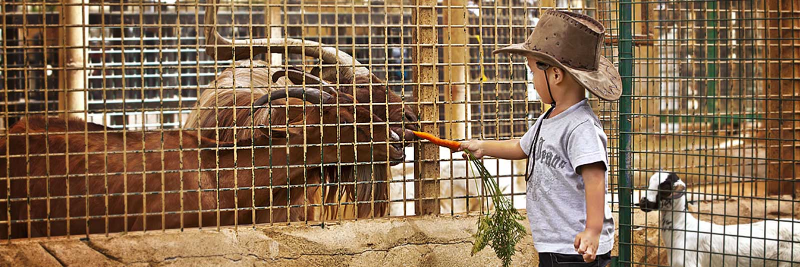 Abu-Dhabi-Emirates-Zoo