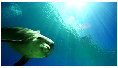 Swim with the Dolphins @ Atlantis
